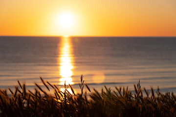 Ears of corn on the seashore at dawn.
