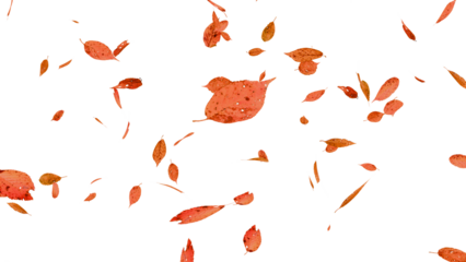 舞い落ちる落ち葉