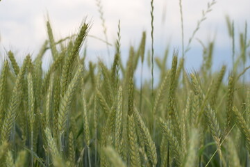 green grass in the wind