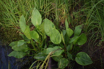 green leaves on the ground