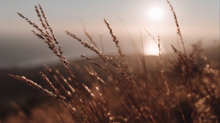 Obraz premium Boho-style close-up of grass with warm sunset colors, dark brown and light beige tones, blurred ocean background, atop a mountain, capturing the essence of a serene evening scene.