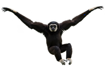 Lar gibbon monkey, transparent background