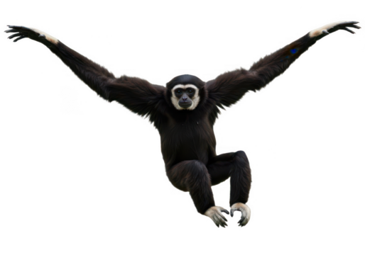 Lar gibbon monkey, transparent background