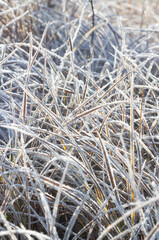 Frozen grass with ice.