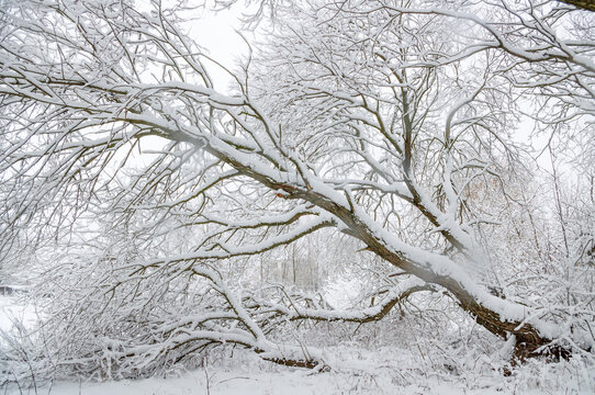 winter season