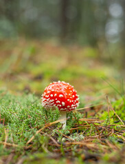 Fly Agaric in the deep forest.