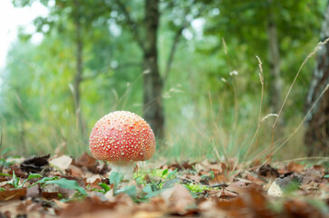 Amanita muscaria.mushrom in the forest.