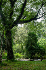 Fototapeta premium forest in the morning