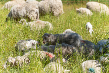 Lambs resting in the grass among sheep. Several lambs lie close together in the grass, while more...