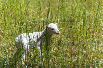 White Lamb in Tall Grass. A newborn white lamb stands among tall, lush grass, cautiously gazing to...