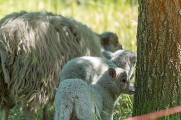 Lambs explore tree trunk. Two lambs stand curiously by a tree trunk and explore their surroundings. More sheep are visible in the background.