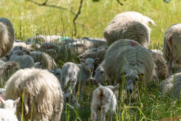 Dense flock of sheep with lambs in the shade. Many sheep and lambs huddle together in the shady...
