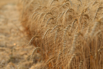 Close-up of ripe golden wheat ears in a dense field. Rich agricultural texture symbolizing organic...