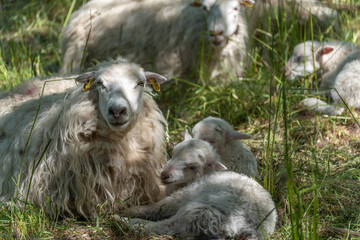 Fototapeta premium Ewe with two resting lambs. A ewe lies in the shade with two young lambs snuggled close to her. The scene exudes security and familial warmth.