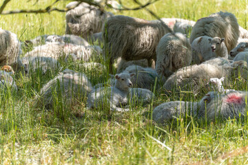 Resting sheep with lambs on a summer meadow. Numerous sheep lie in a summer meadow in partial...