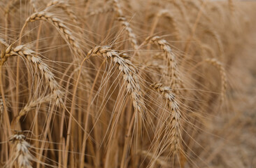 Close-up of ripe golden wheat ears in a dense field. Rich agricultural texture symbolizing organic farming, harvest, and natural food production. Ideal for eco, farming, and grain industry visuals. 