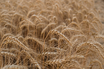 Dense field of ripe golden wheat ears, close-up texture view. Perfect agricultural background symbolizing organic farming, harvest, rural economy, natural food production, and sustainability, banner
