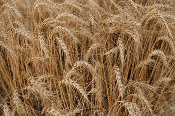 Dense field of ripe golden wheat ears, close-up texture view. Perfect agricultural background symbolizing organic farming, harvest, rural economy, natural food production, and sustainability, banner