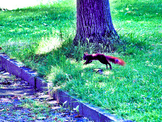 Squirrel on a Cold Morning
