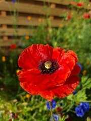 Bright red poppy flower in summer garden