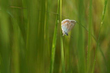 Modraszek ikar na łące na trawie. 