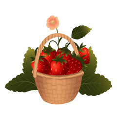Basket of strawberries on the background of a strawberry bush. Vector illustration isolated on a white background.