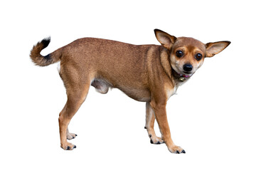 Chihuahua dog standing isolated on white background