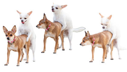 Set of images of chihuahua dogs mating on a white background.