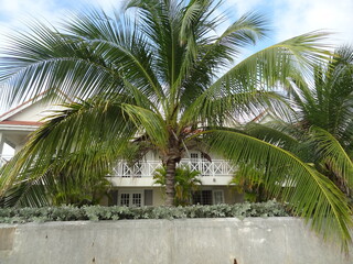 palm trees in a tropical resort