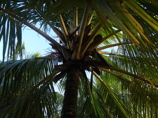 Palm tree