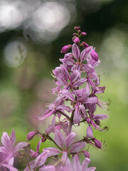 Im Park bei Regen blüht der Diptam (Dictamnus albus), Aschwurz
