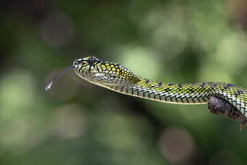 	
Beautiful close up of a Trimeresurus sumatranus	
