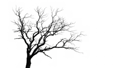 Black silhouette of a charred tree with transparent background, ideal for photo manipulations or graphic design projects requiring a stark and dramatic element