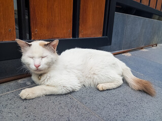 Close up view of White or calico cat sitting and sleeping on the floor in front of home