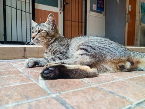 Grey tabby cat lying and resting on the floor