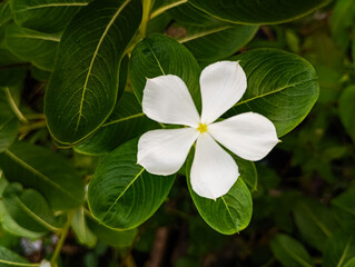 Catharanthus roseus, bright eyes, Cape periwinkle, graveyard plant, Madagascar periwinkle, old maid, pink periwinkle, rose periwinkle, is a perennial species of flowering plant, white flower