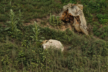 sheep in the grass