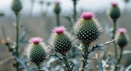 Obraz premium Thistle Plant, Close-Up. Macro Minimalist Photo. Featuring Space for Text Assistance.