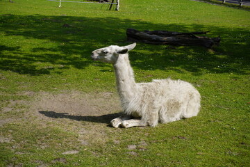 Obraz premium The llama (Lama glama) is a species of camel. It is widespread in the South American Andes and is a domesticated animal descended from the guanaco. Unna, North Rhine-Westphalia, Germany.