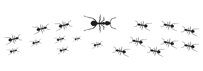 Ants trail lines of working ants on white background Groups of insect marching or walking
