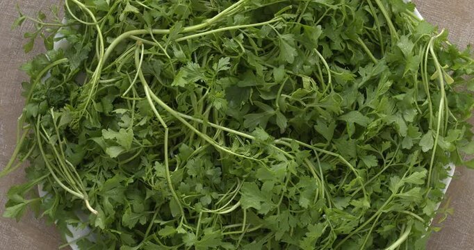 Freshly harvested garden cress (Lepidium sativum) on a plate. Table spin. 