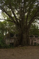 Picture of Armero, a former town engulfed by the pyroclastic flows erupted from the Nevado del Ruiz volcano crater. 