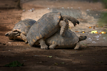 At Pacaya Samiria National Reserve, motelo turtles engage in a delicate mating ritual — a crucial moment that supports the continuation of their species in this rich and protected Amazonian ecosystem