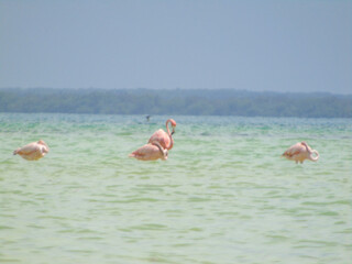 Flamencos