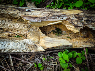 close-up of a fallen tree trunk with a hole and signs of decay and damage from insects. woodland background on the forest floor.