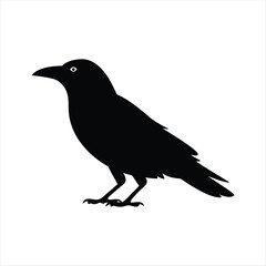 Obraz premium Silhouette of Crow Standing Isolated on White Background