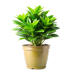 green plant in a pot