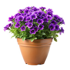 Obraz premium pink flowers in a pot