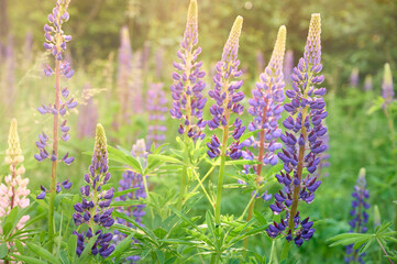 Purple lupin flowers blooms in the field in warm sunshine.