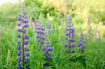 Purple lupin flowers blooms in the field in warm sunshine.